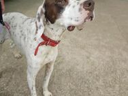 Fento, ein Glückshund auf der Suche - Berlin