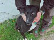 Salvador - ein sanfter Windhund - Kabelhorst