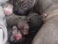 Neue geboren sphynkx kitten, erst in 12woche zum abgeben in 57462