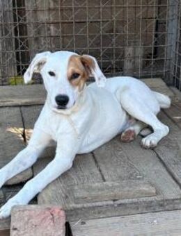 Junghündin, Luna, 50cm sucht Pflegest. - Köln