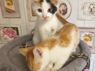Babykatzen suchen neue Zuhause - Bad Bramstedt
