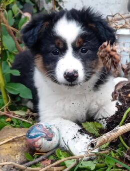 Süßes Mixmädchen sucht dein Herz - Wurzen