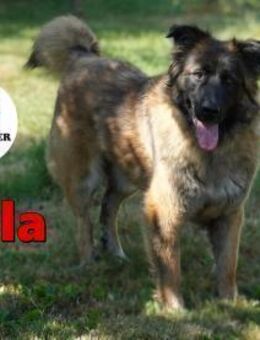 große Zola sucht ein Zuhause - Margetshöchheim