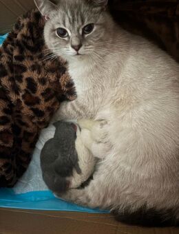 Zauberhafte Britisch Kurzhaar Kitten in liebevolle Hände abzugeben - Bielefeld