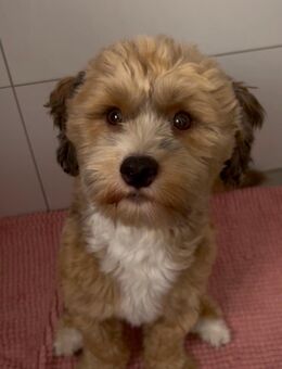 Biete Deckrüden Havaneser- Bichon Frisé - Rhede