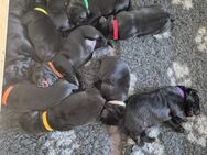 Labrador Retriever Welpen vom Züchter mit Ahnentafel - Düren