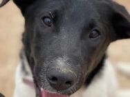Couch gesucht für DOMINO - Sandhausen