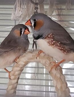 Zebrafinken Hähne - Bielefeld