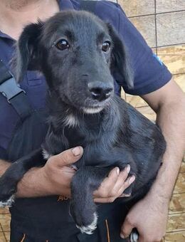 Melody, ab dem 21.12.2025 auf Pflege - Bonndorf (Schwarzwald)