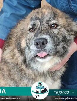 AIDA - *6/2022 - Leimen (Baden-Württemberg)