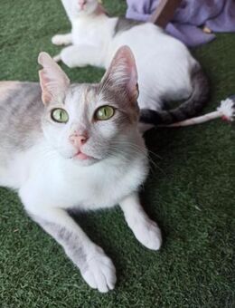 Laura aus dem Tierschutz - Grevenbroich