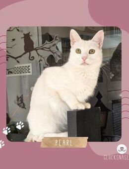 Kätzchen Pearl sucht ihr Körbchen - Lalendorf