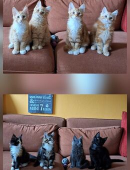 Maine Coon Kitten katze kater - Frankeneck