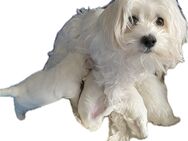 Malteser Hunde Welpen weiß, reinrassig in liebevolle Hände abzugeben - Syke