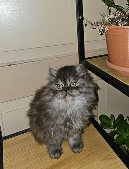 reinrassige persische Kitten - Meuselwitz