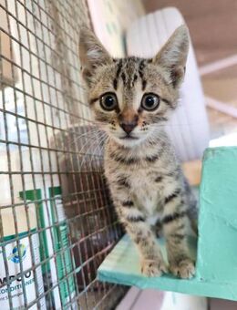 Mini aus dem Tierschutz - Grevenbroich