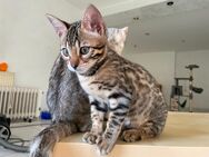 Zauberhaftes Bengal Kätzchen Reinrassig Abgabebereit Charcoal mit Champion Linie - Werther (Westfalen)