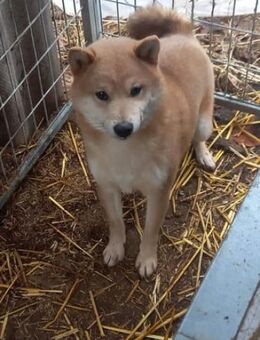 Isler PP Sturkopf sucht Heimat - Neustadt (Rübenberge)