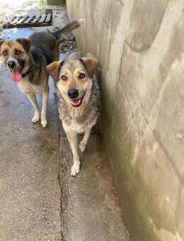 🌸Fröhliche Capucina🌸 - Eislingen (Fils)