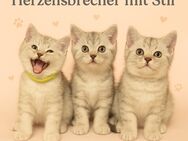 Britisch Kurzhaar Kitten abzugeben – Black Silver Shaded – 12 Wochen alt - Oedheim