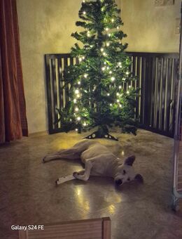 Micky, ein einfühlsamer Mischlingsrüde - Oerlenbach