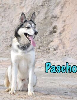 Pascho sucht sportliche Huskyfans 3/22 - Ruppertsecken