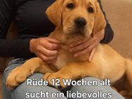 Labrador Welpe Rüde blond - Hasselberg