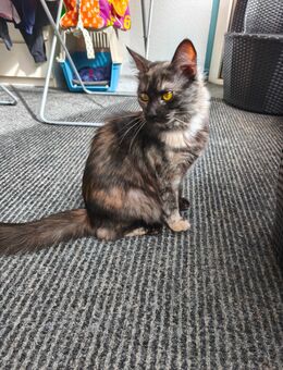Katze Main Coon Mix - Kempten (Allgäu)