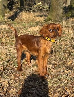 King Charles Spaniel - Kirchworbis