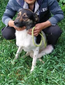 Kinderlieber Franjo sucht seine Familie - Berlin