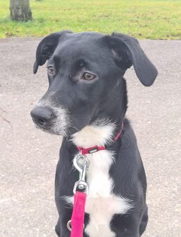 Labrador Mix hündin - Dinkelsbühl