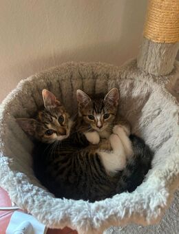 Kitten - Walsrode