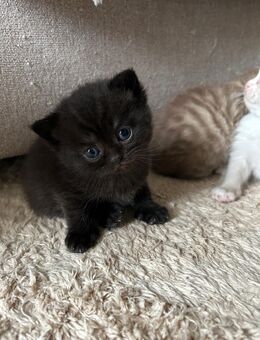 2 WUNDERSCHÖNE BKH kitten Abgabebereit - Eislingen (Fils)