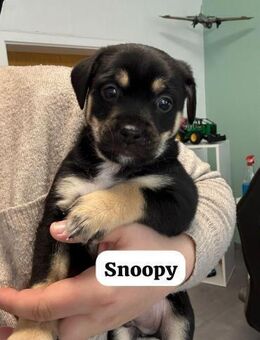 Snoopy - ein richtig kleines Wunder - Berlin