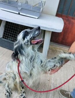 Max - fröhlicher Setter in Not‼️ - Würzburg