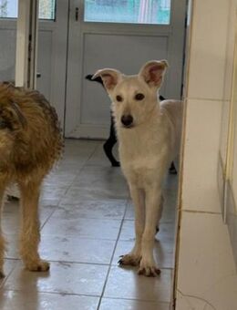 💞 Cory auf dem Weg ins Glück 💞 - Eislingen (Fils)