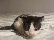 Hauskatzen suchen neues Zuhause - Hechthausen