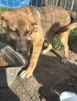 Clifford wartet auf Ticket ins Glück - München