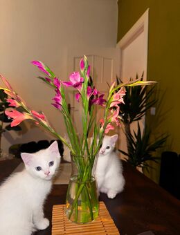 Zuckersüße Persischer Katzen zu haben - Berlin Neukölln