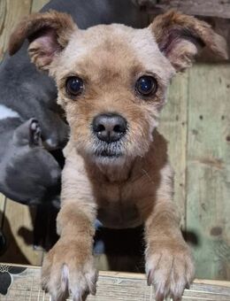 Junger Rüde Cookie sucht seine Menschen - Köln