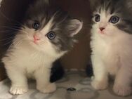 Baby Katzen bald abzugeben - Weilmünster