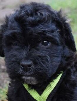 Maggi - Hahn im Korb - Süderbrarup