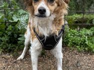 Tolle Papillon/Chihuahuamixhündin sucht# - Essen