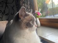 Britische kurzhaar Kitten - 2 Katerkitten & 1 Kätzchen - Ansbach Zentrum