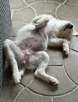 Loki möchte nach Hause ! - Krefeld