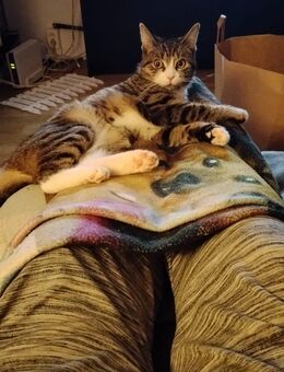 Lotti sucht ein schönes für immer zuhause - Eilenburg