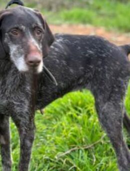 Dana (W) - Sie hätte es so verdient - Sankt Goar Zentrum