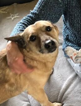 Wer hat ein Herz für PEANUT ❤️🙏 - Mylau