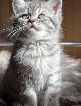 BKH-Perser-Mix Katze (Kitten) ab 19.10.2025 abzugeben - Pölzig