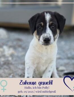 Polly sucht Dich - Philippsburg